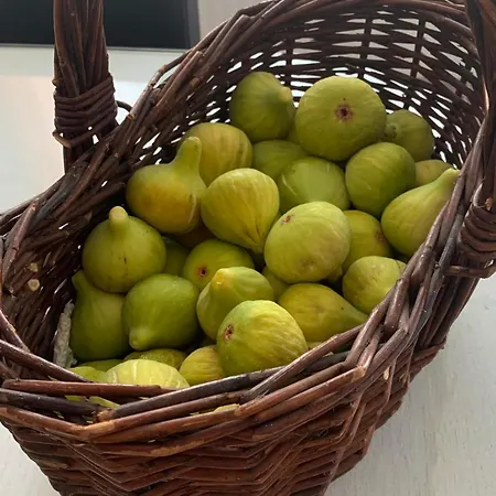 Svitogor * Τρογκίρ